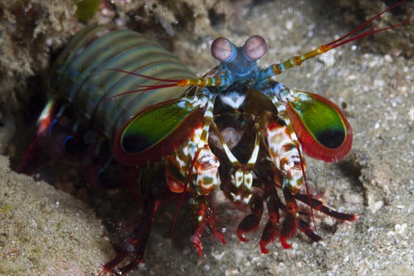 Mantis shrimp