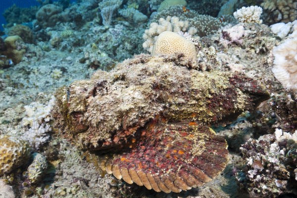 Reef stonefish