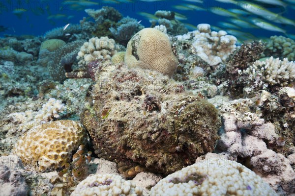 Reef stonefish