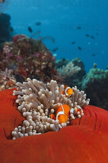 Pair of orange-ringed anemonefish