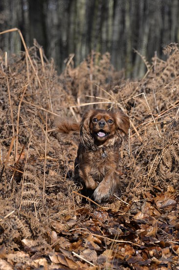 Cavalier King Charles Spaniel