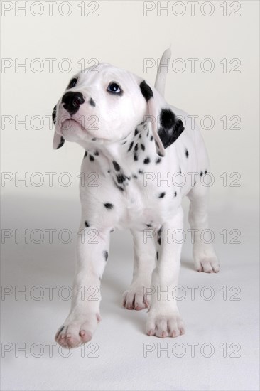 Dalmatian