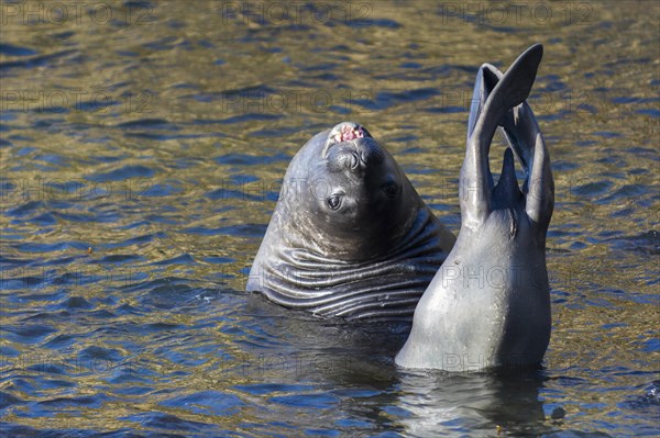 Sealion Island