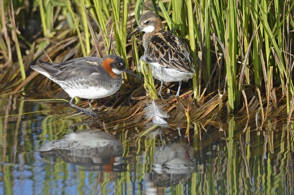 Red-necked Phalarope