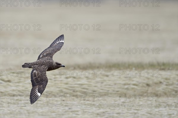 Skua