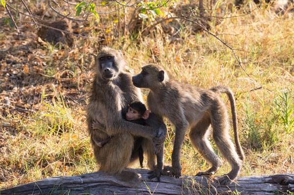 Chacma baboons