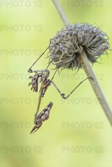 Crested grasshopper