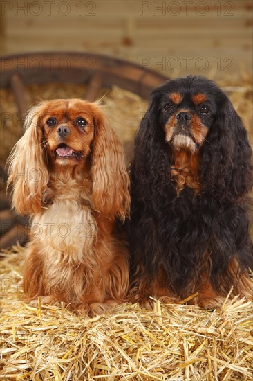 Cavalier King Charles Spaniel