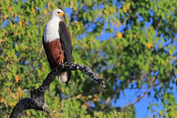 African fish eagle