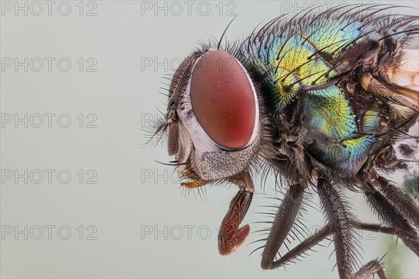 Common green bottle fly