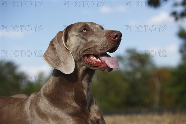 Weimaraner