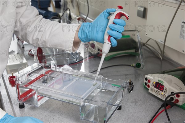 Scientist pipetting in the poison room or laboratory with ethidium bromide during a DNA gel electrophoresis for the detection of nucleic acids in the Faculty of Biology at the University of Duisburg-Essen