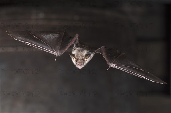 Greater mouse-eared bat