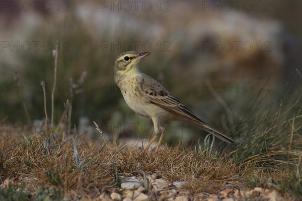 Tawny Pipit