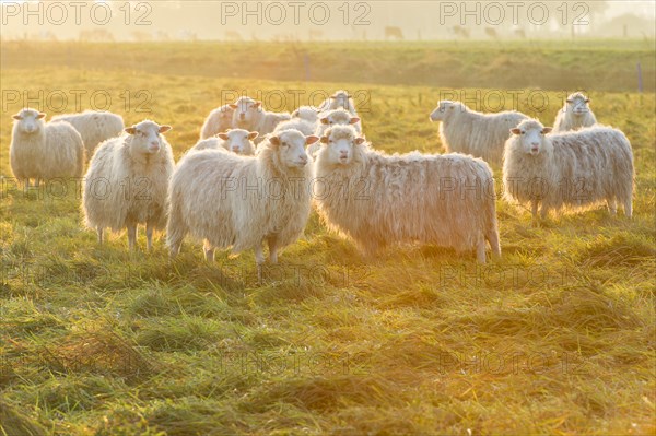 Moorschnucken