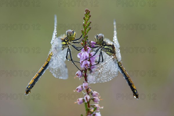 Black Darter