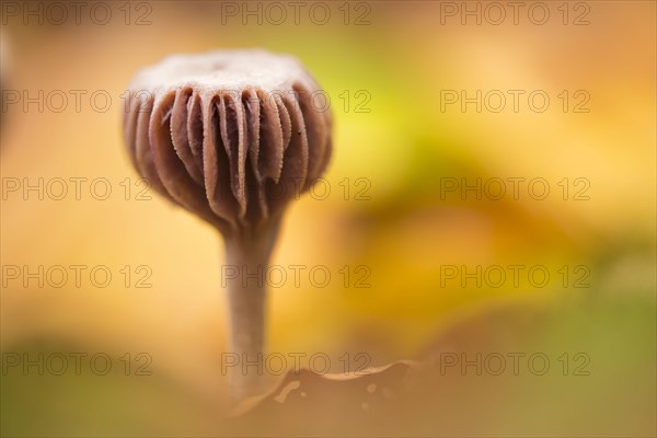 Laccaria amethystina