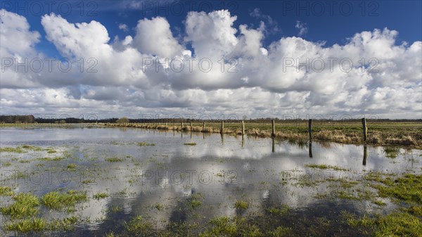 Boller Moor