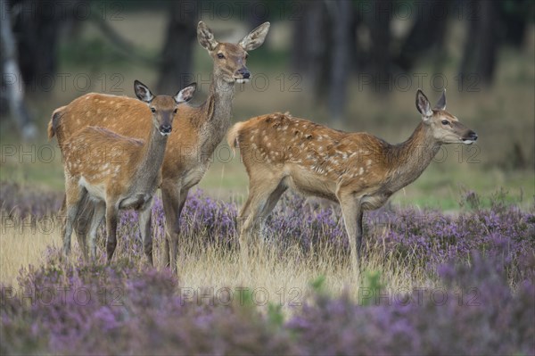 Red deer