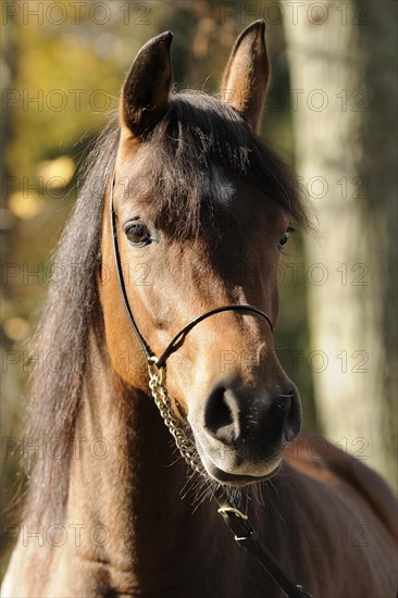 Arabian thoroughbred