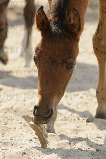 Arabian thoroughbred