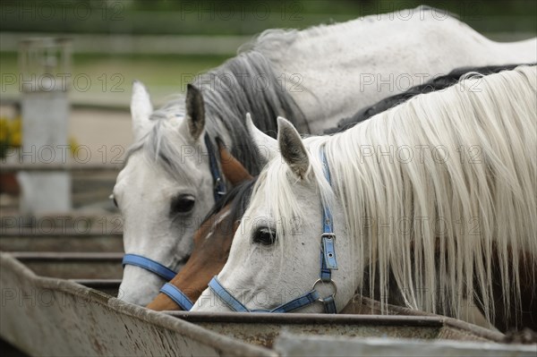 Arabian thoroughbred