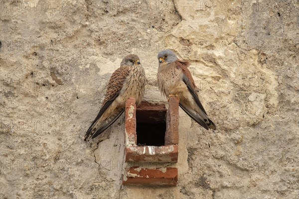 Lesser Kestrel