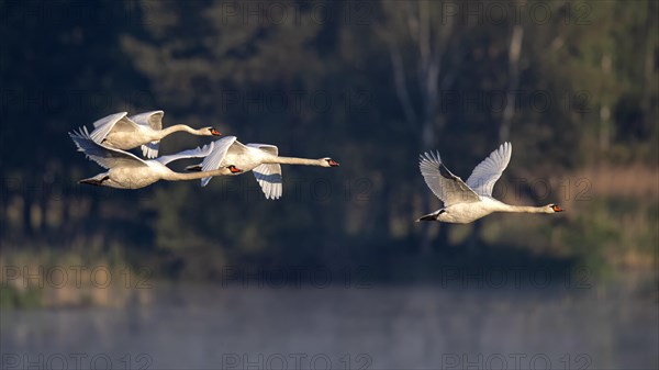 Mute swans