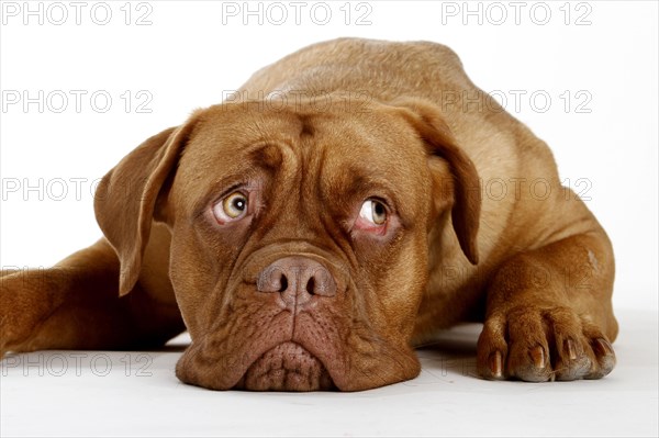 Dogue de Bordeaux