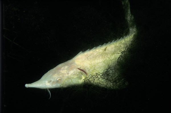 Baltic sturgeon