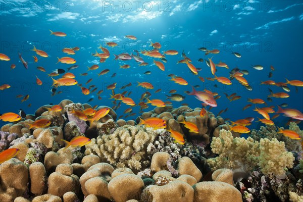 Harem flagfish on the reef