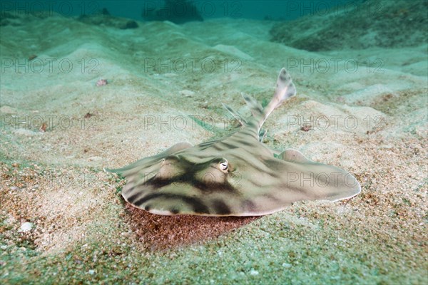 Banded guitarfish