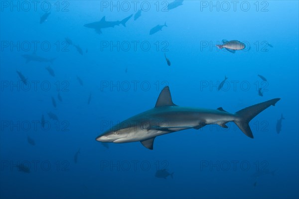 Galapagos Shark