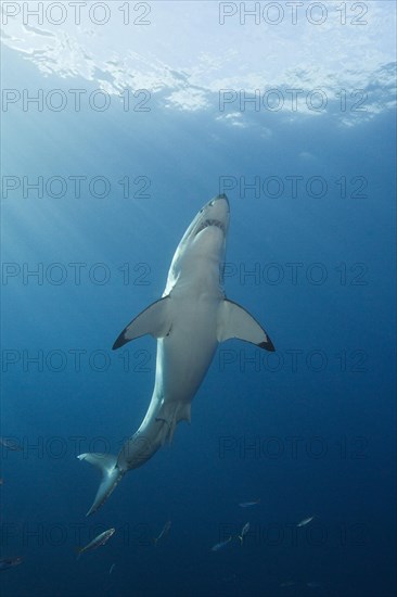 Great white shark