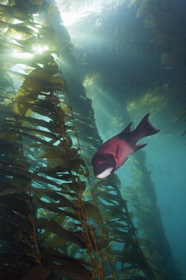 California hogfish