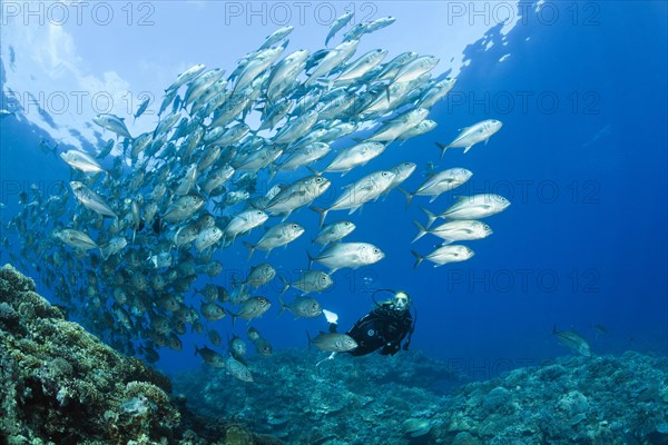 Diver and shoal of bigeye stingrays