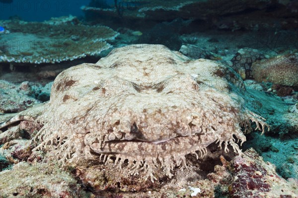 Fringed wobbegong