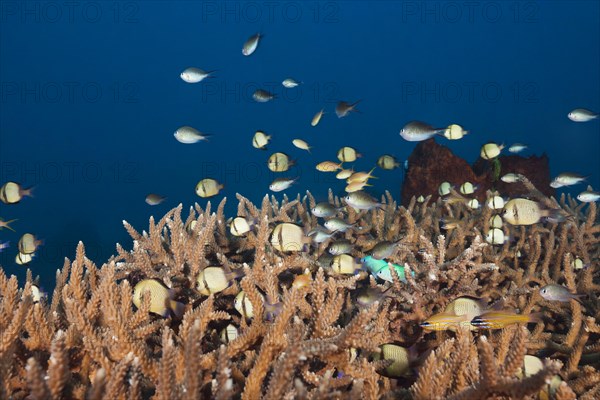 Damselfish over staghorn corals