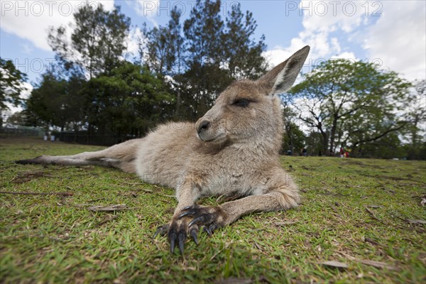 Eastern giant grey kangaroo