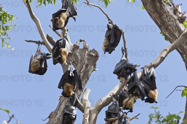 Spectacled flying fox