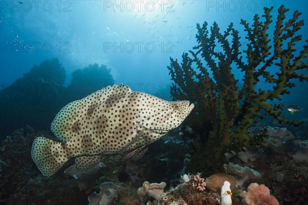 Barramundi Cod