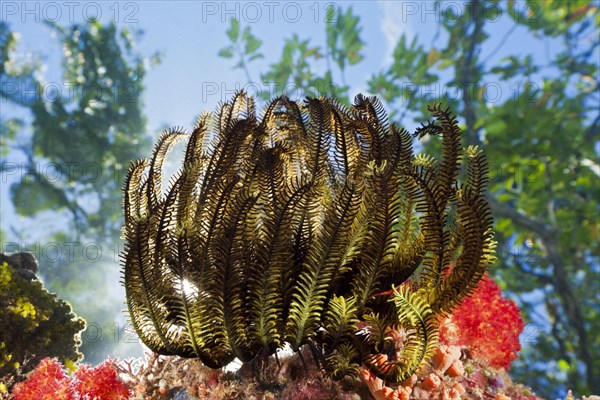 Feather star on reef top