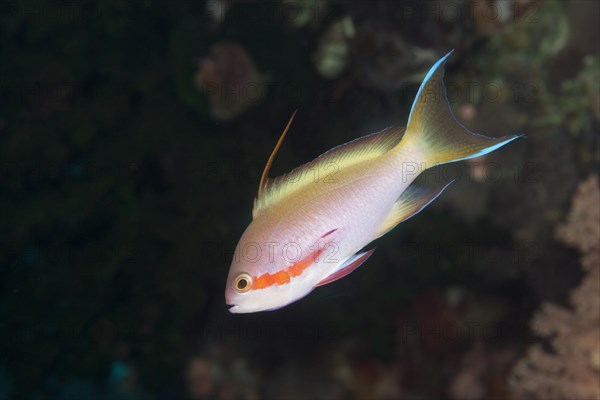 Threadfin anthias