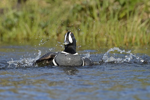 Harlequin duck