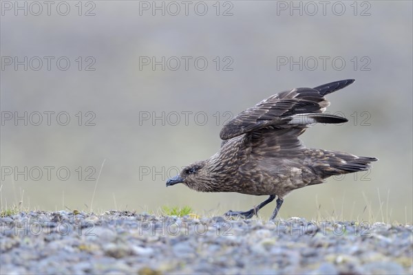 Skua