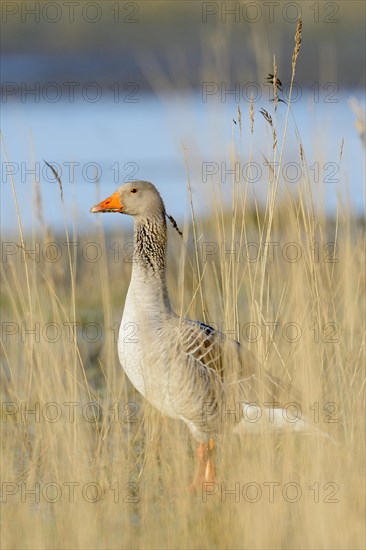 Greylag goose