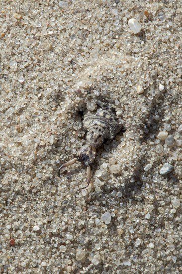 Ant lion in the sand