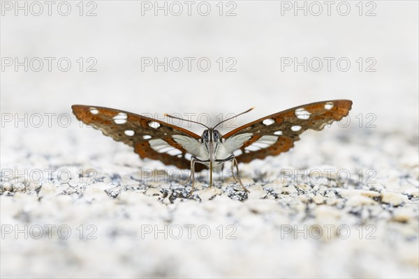 Southern white admiral