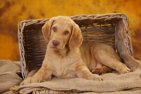 Chesapeake Bay Retriever