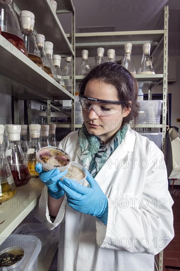 Scientist examining samples in the fungus room at the Institute of Pharmaceutical Biology and Biotechnology at Heinrich Heine University Duesseldorf